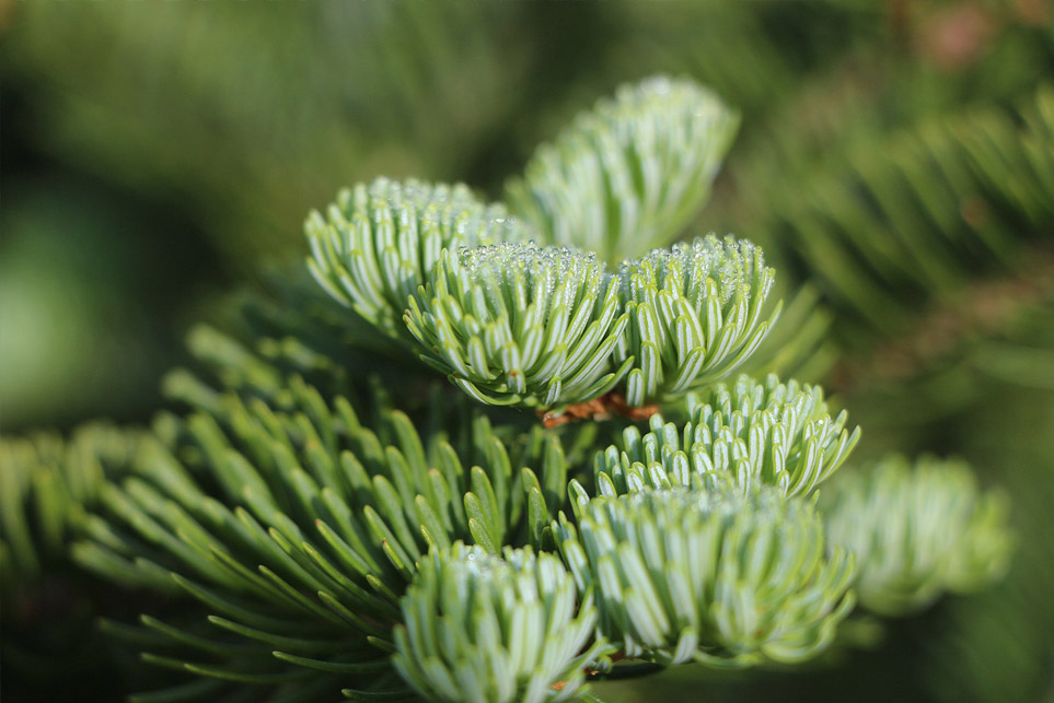 A conifer tree